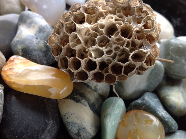 A WASP’S NEST