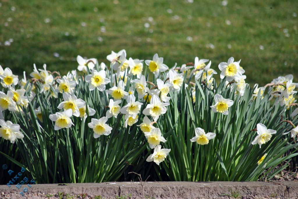 DAFFODILS IN AUTUMN