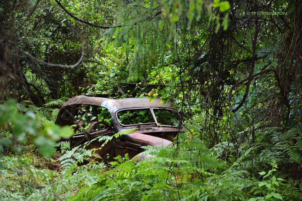 THE MAN IN THE FOREST