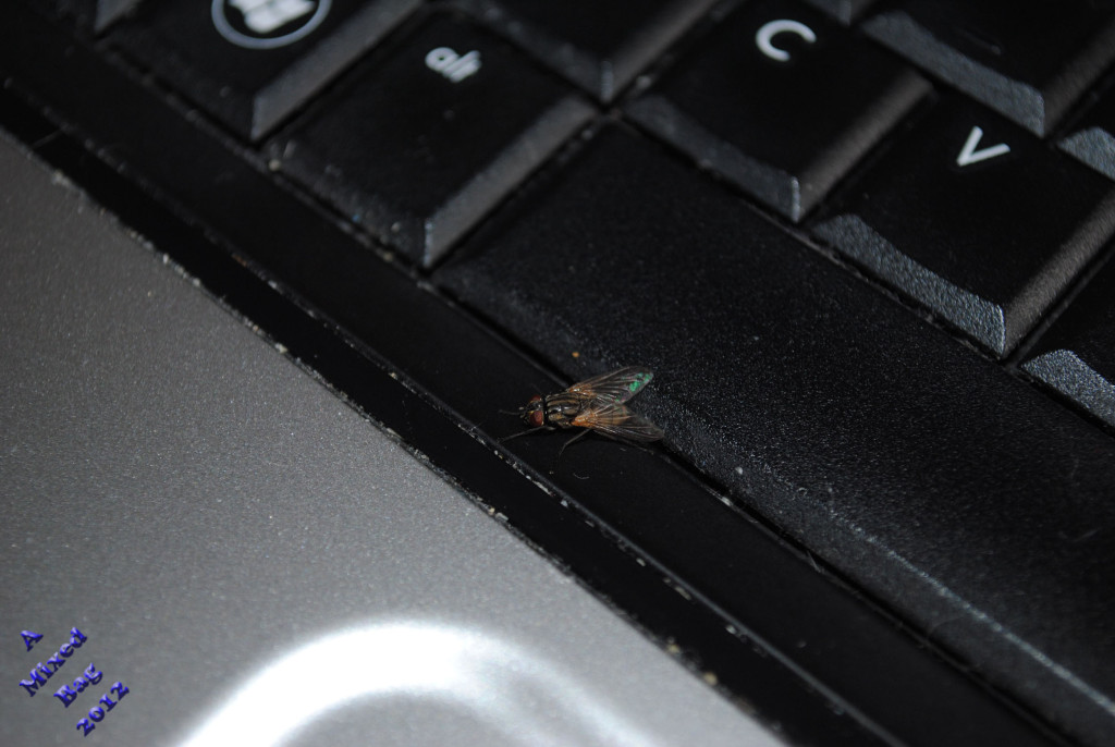 A FLY IN THE KEYBOARD
