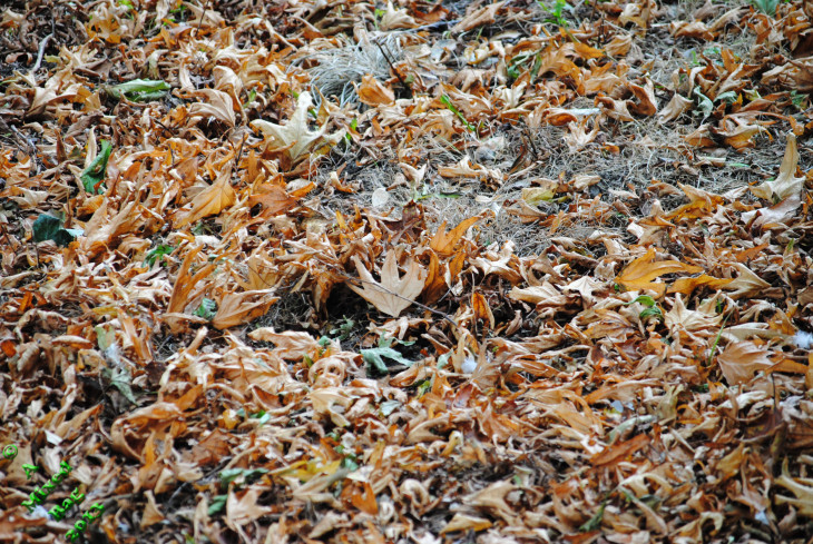 AUTUMN LEAVES