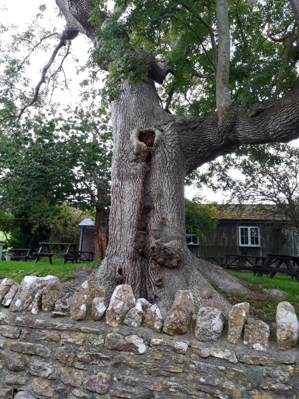 IN THE HOLLOW&nbsp;TREE