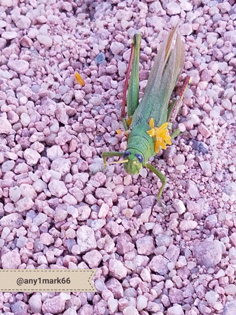 GRASSHOPPER