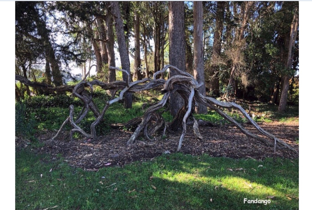 ROOTS