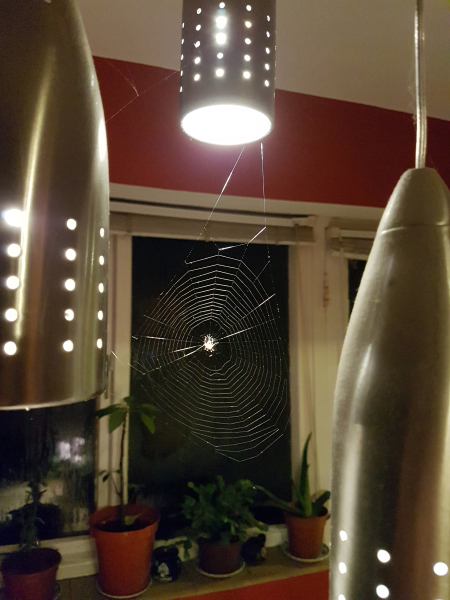 BLACK WIDOW