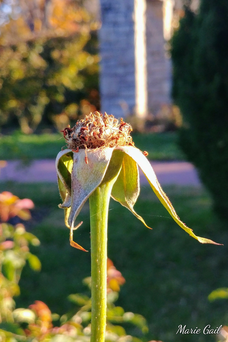WITHERED ROSE