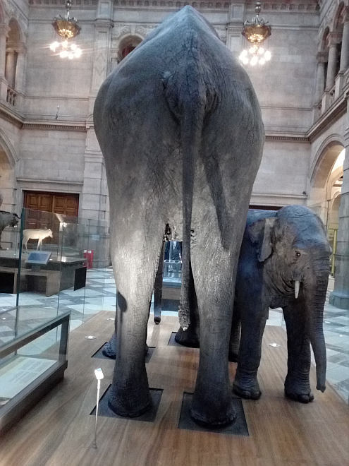 THE ELEPHANT’S ARSE