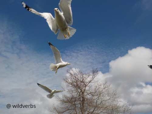 WHEN THE SEAGULLS FOLLOW THE TRAWLER