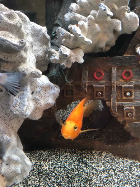 THERE’S ALWAYS A BIGGER FISH