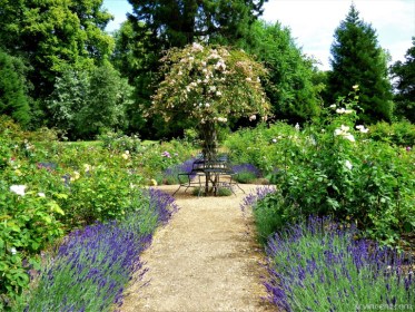 rose-garden