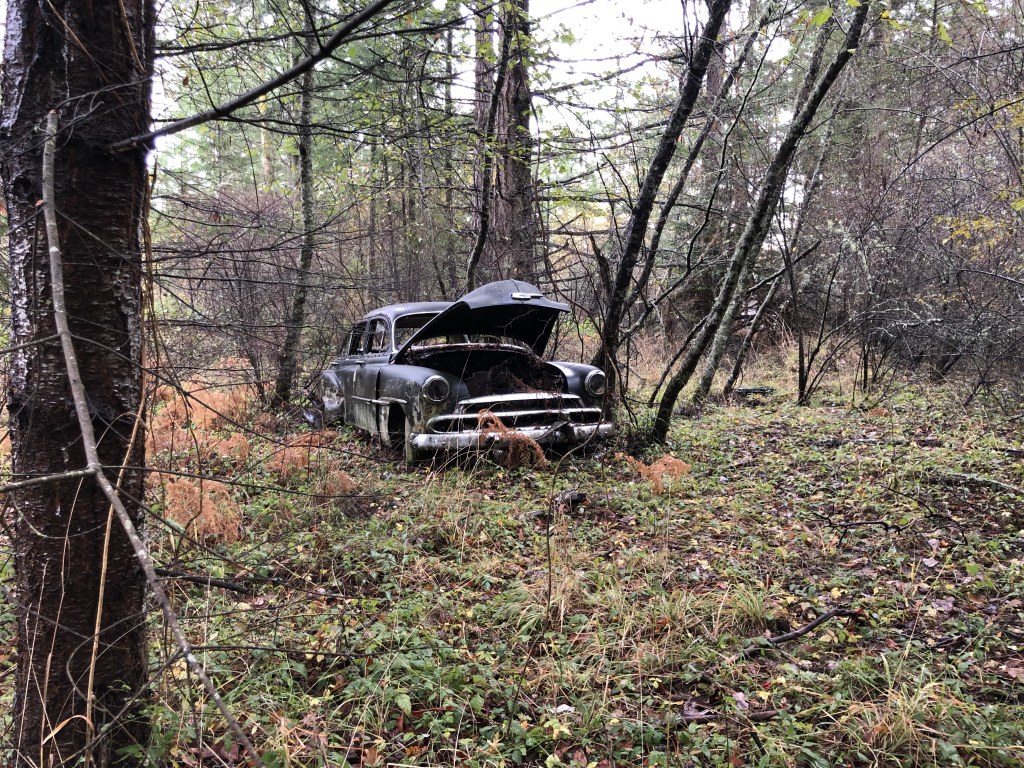 IF YOU GO DOWN TO THE WOODS TODAY