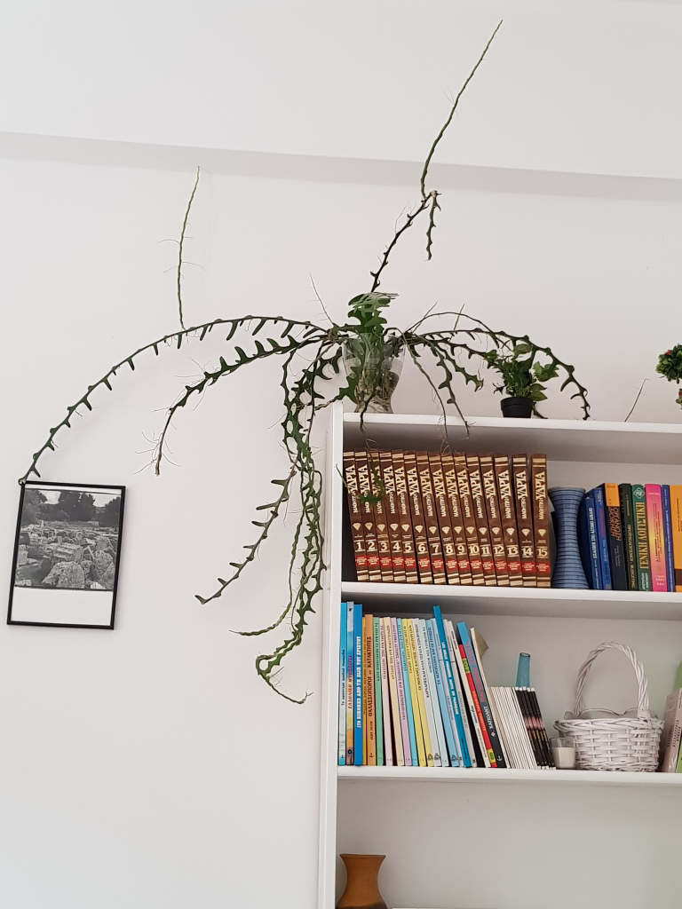 THE HOUSEPLANT