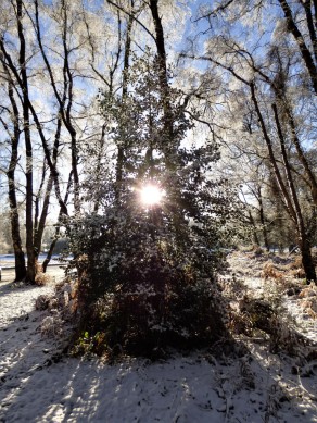 snowy-dawn-ivinhoe-and-ashridge-111