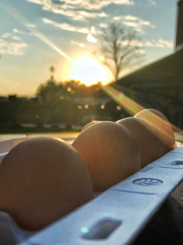 ATTACK OF THE KILLER&nbsp;CHICKENS