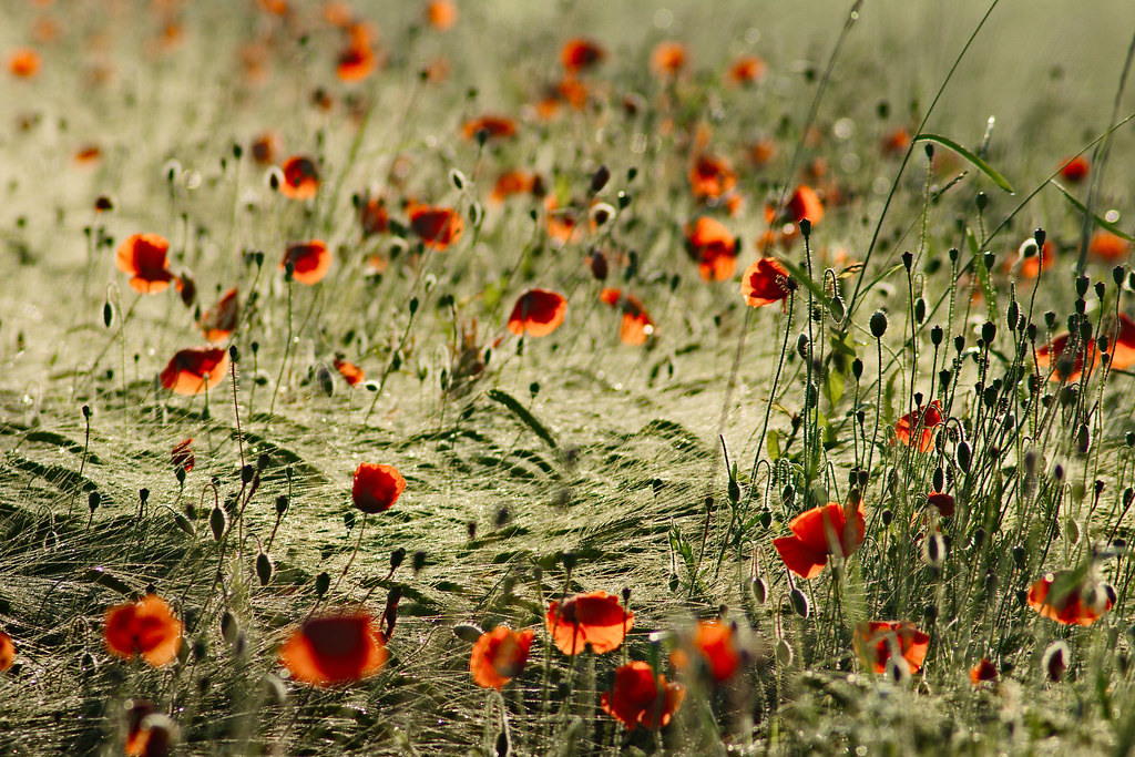 ARMISTICE DAY, 1918